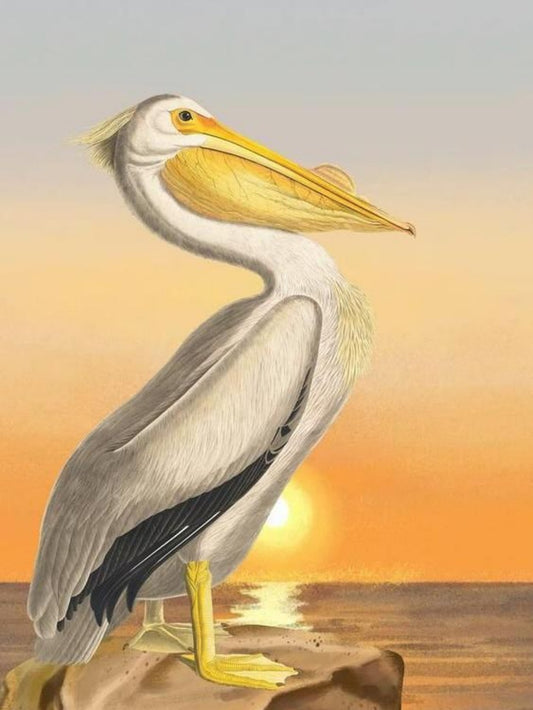 Pelican | Diamond Painting