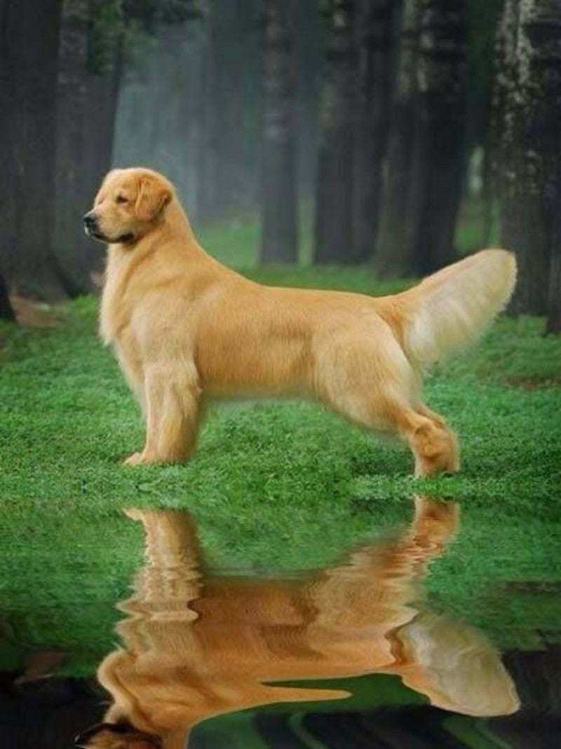 Golden Retriever Dog | Diamond Painting