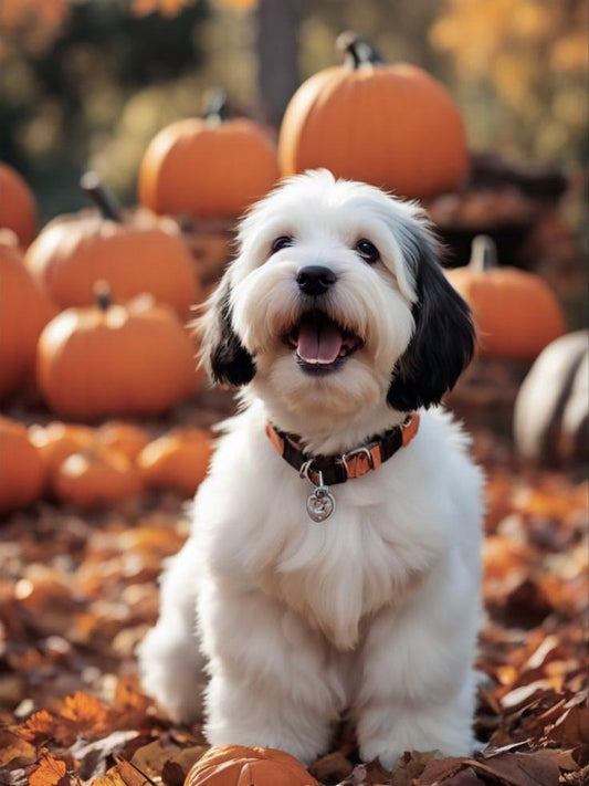 Havanese Dog | Diamond Painting