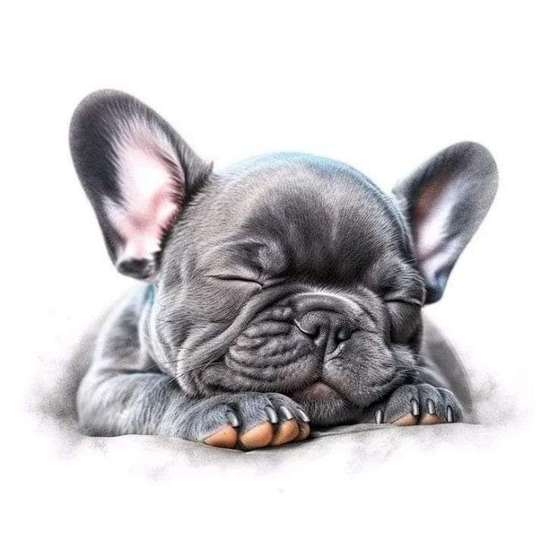 French Bulldog Dog | Diamond Painting