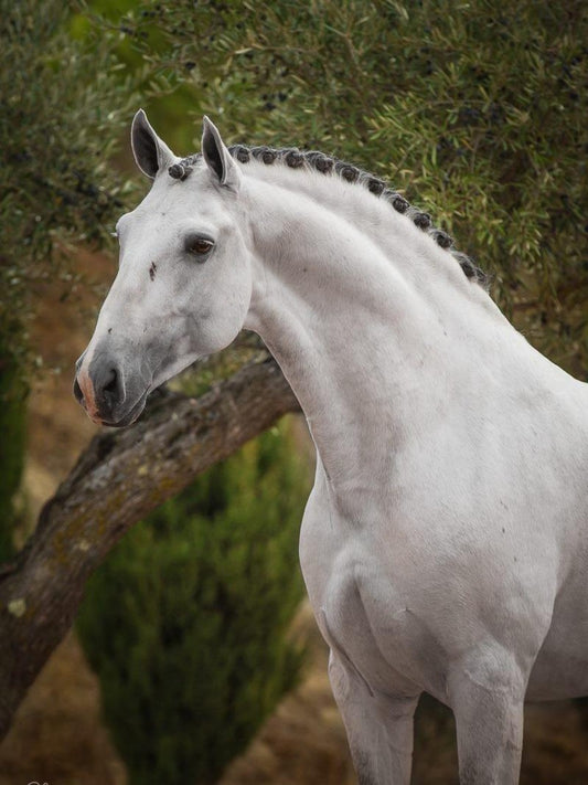 Horse | Diamond Painting