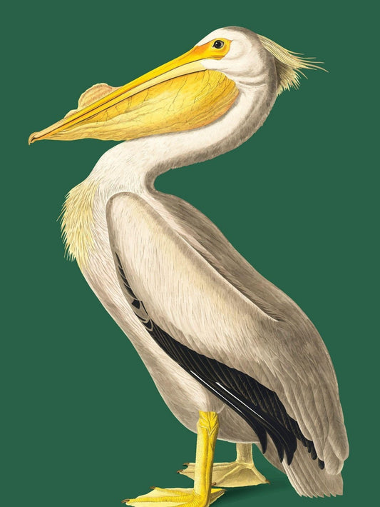 Pelican | Diamond Painting