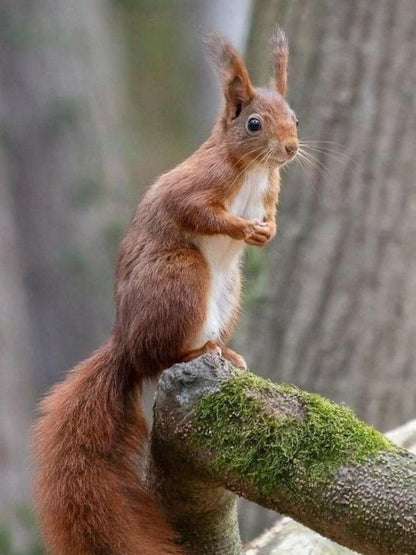 Squirrel | Diamond Painting