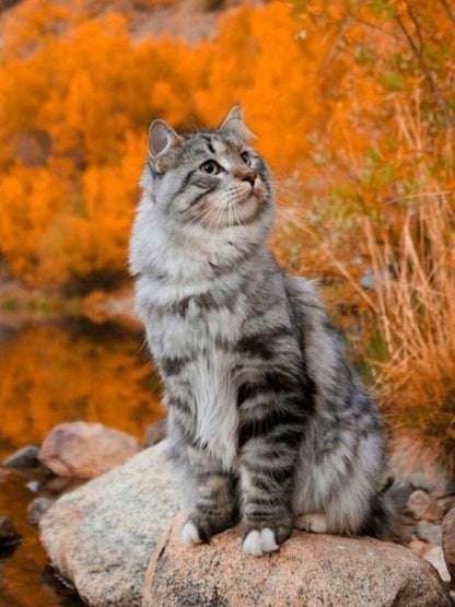 Maine Coon | Diamond Painting