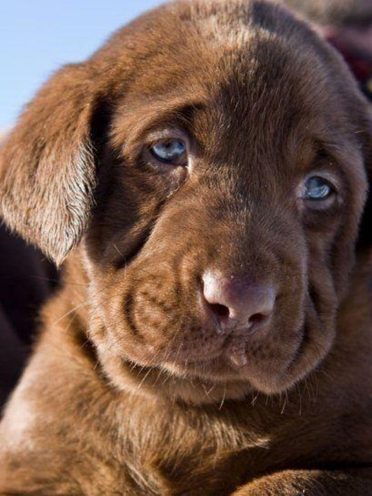 Chocolate Labrador Dog | Diamond Painting