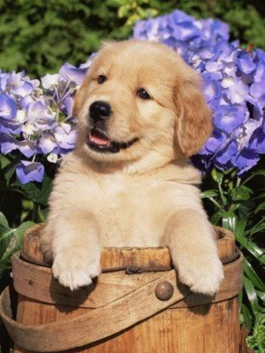 Yellow Labrador Dog | Diamond Painting
