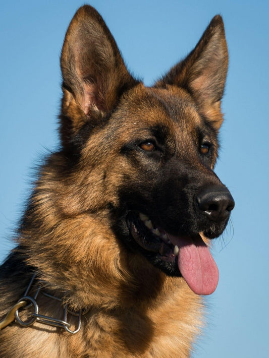 Dog German Shepherd | Diamond Painting