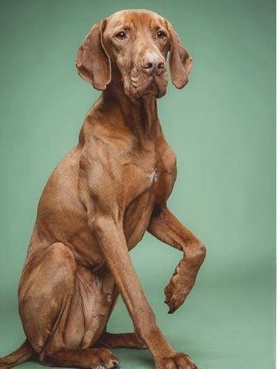 Vizsla Dog | Diamond Painting