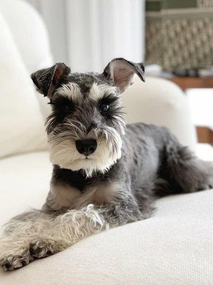 Dog Schnauzer | Diamond Painting