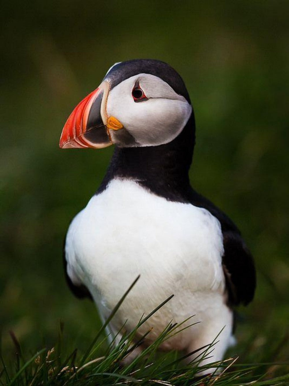 Puffin | Diamond Painting