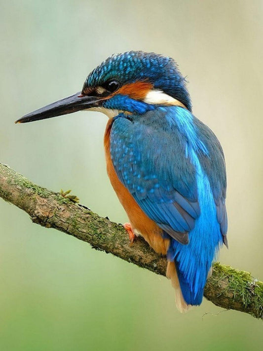 Kingfisher | Diamond Painting