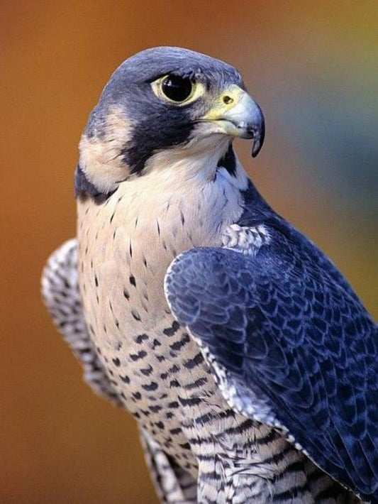 Falcon | Diamond Painting