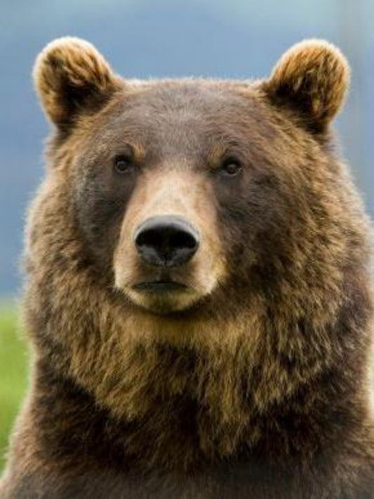 Brown Bear | Diamond Painting