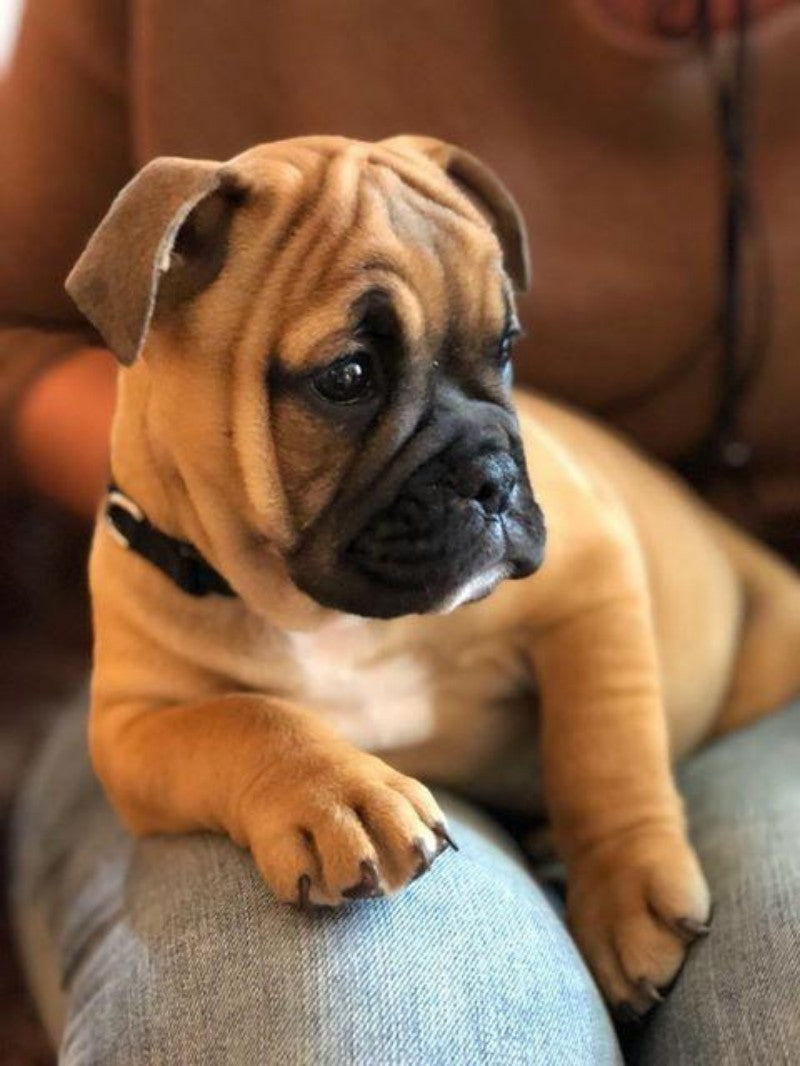 Boxer Dog | Diamond Painting