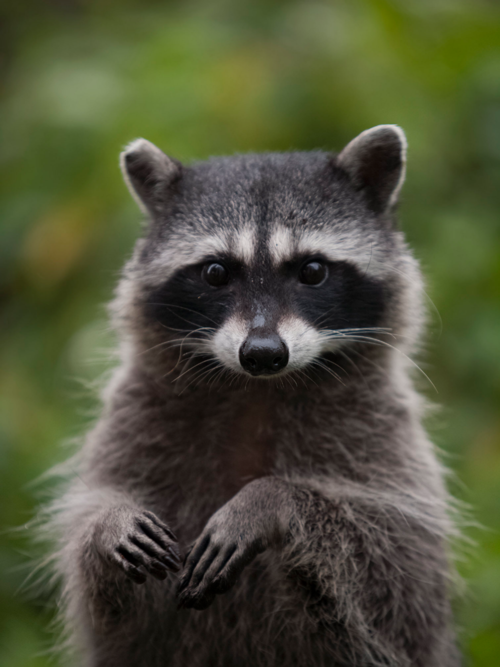 Raccoon | Diamond Painting