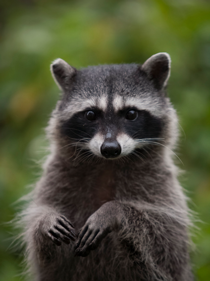 Raccoon | Diamond Painting