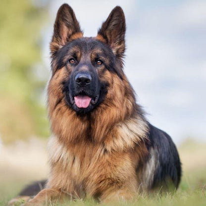 Dog German Shepherd | Diamond Painting