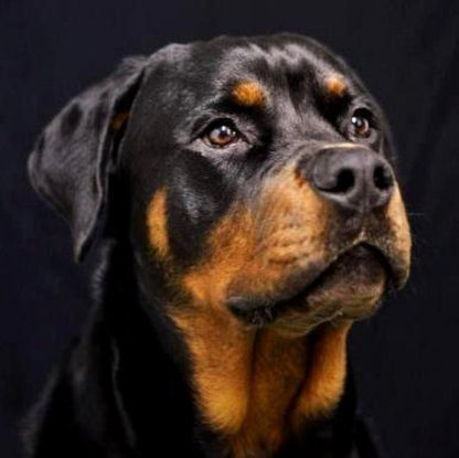 Rottweiler Dog | Diamond Painting