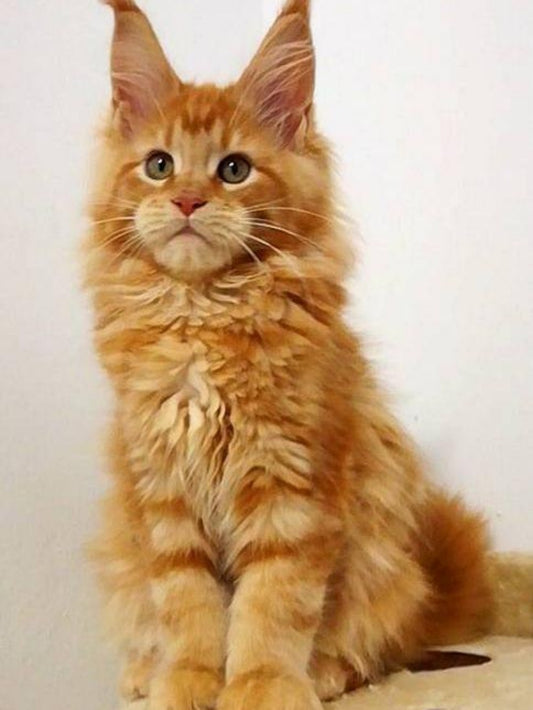 Maine Coon | Diamond Painting