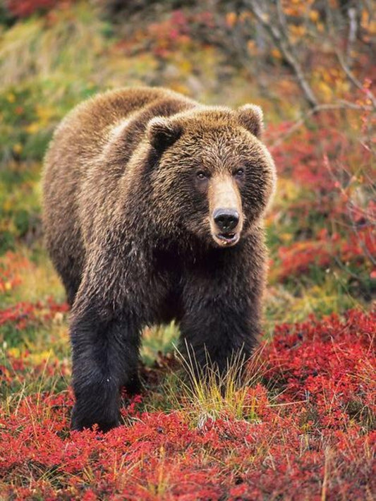 Brown Bear | Diamond Painting