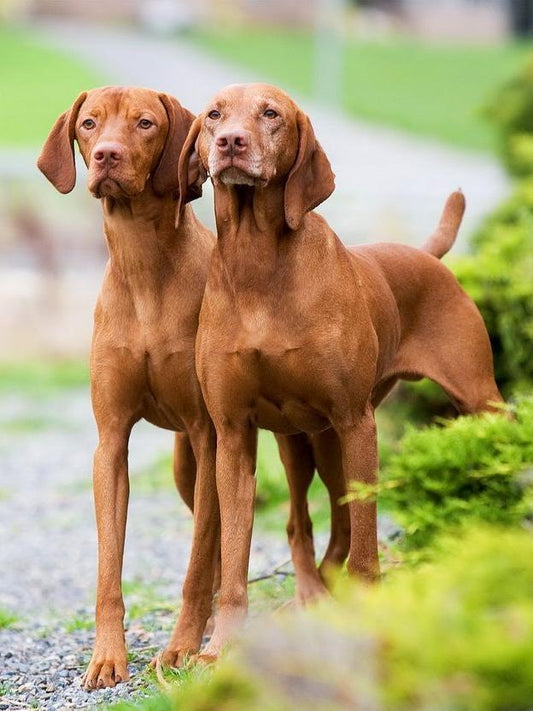 Vizsla Dog | Diamond Painting