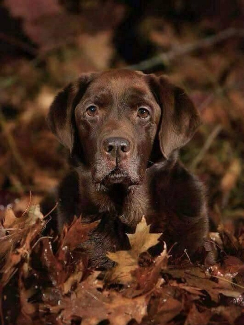Chocolate Labrador Dog | Diamond Painting