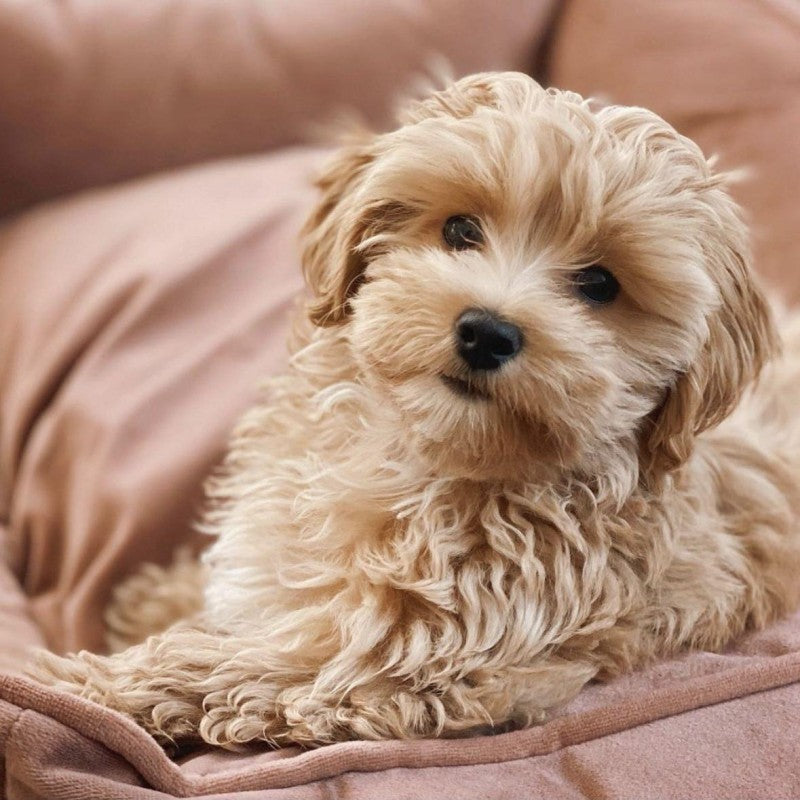 Havanese Dog | Diamond Painting