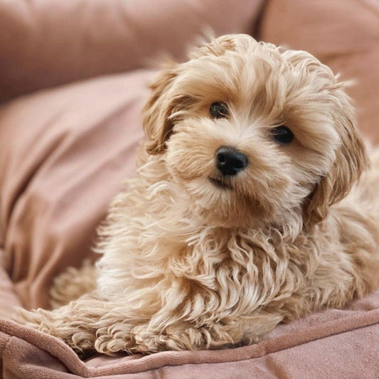 Havanese Dog | Diamond Painting