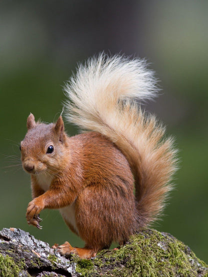 Squirrel | Diamond Painting