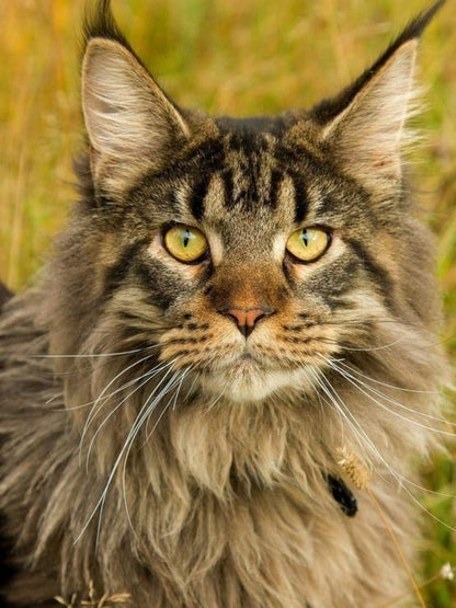 Maine Coon | Diamond Painting