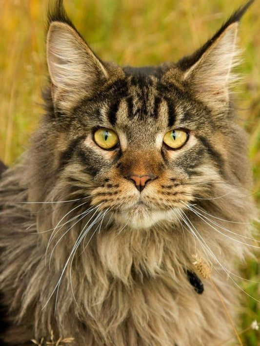 Maine Coon | Diamond Painting