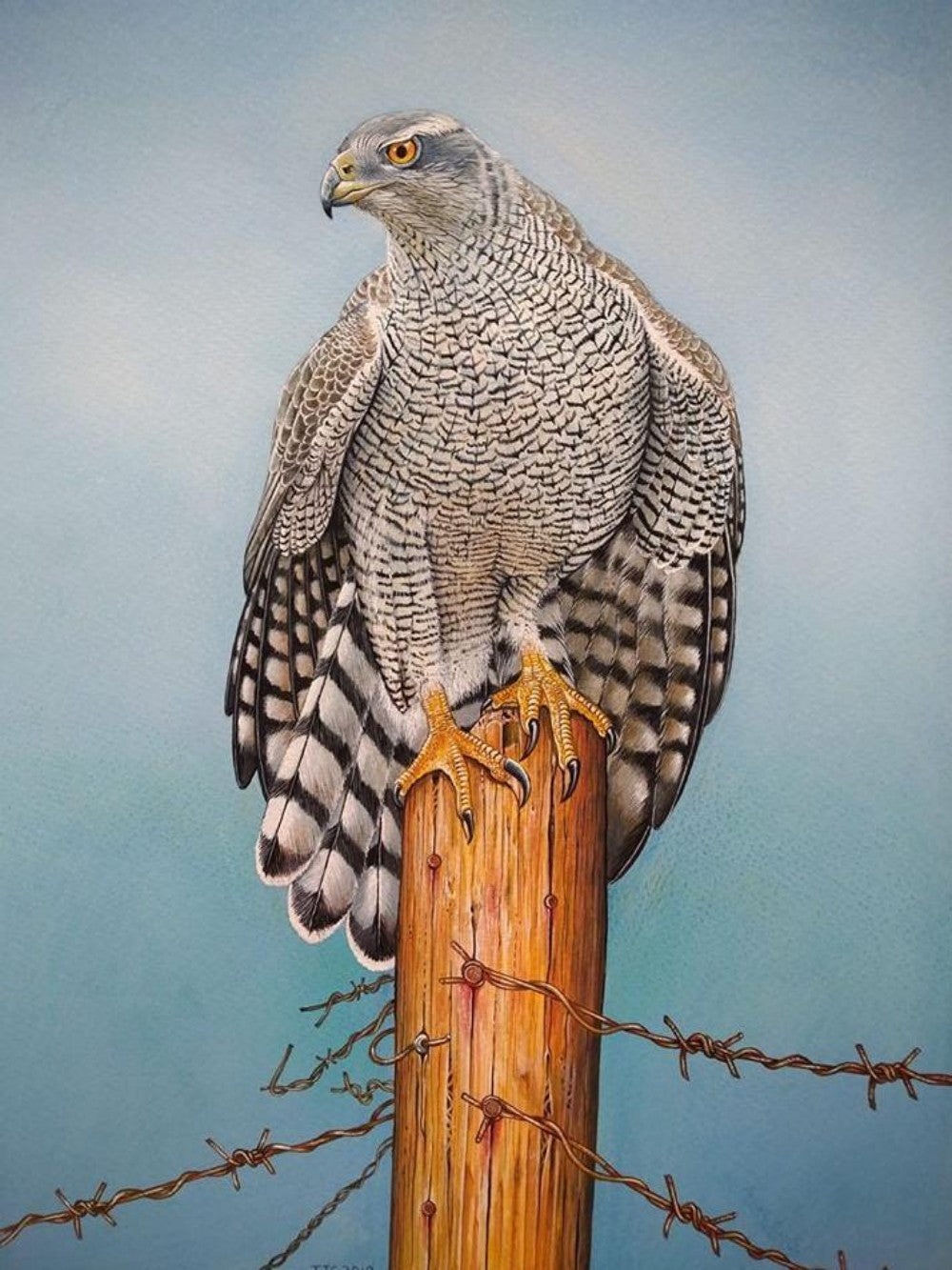 Falcon | Diamond Painting