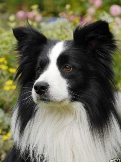 Dog Border Collie | Diamond Painting