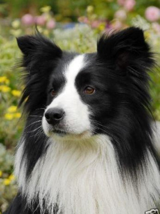 Dog Border Collie | Diamond Painting