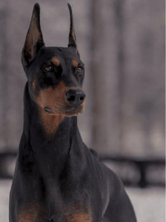 Dog Doberman | Diamond Painting