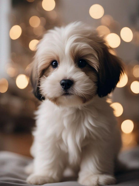 Havanese Dog | Diamond Painting