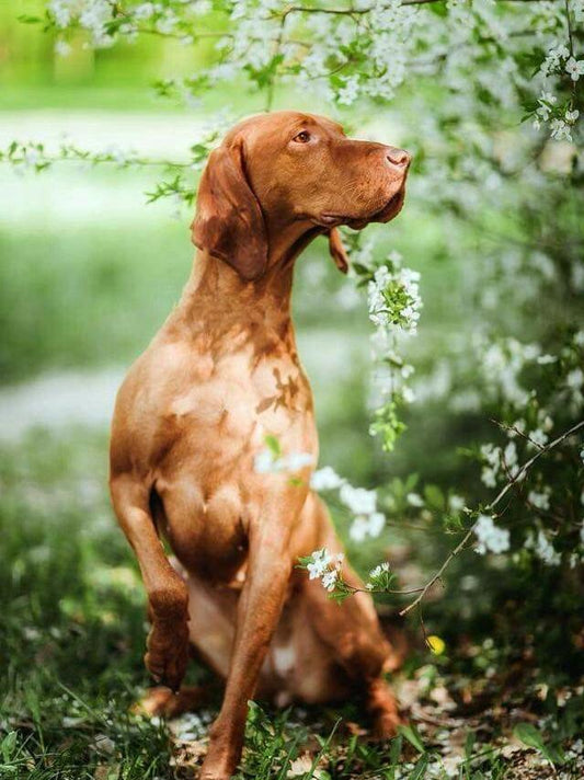 Vizsla Dog | Diamond Painting