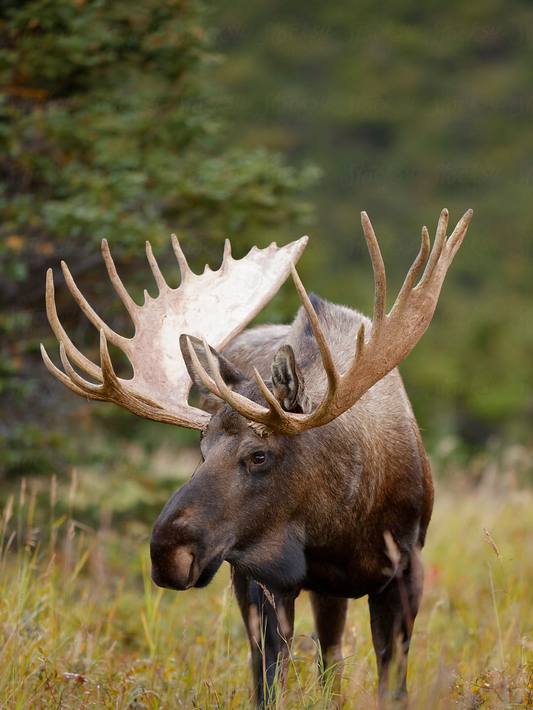 Moose | Cross Stitch Embroidery