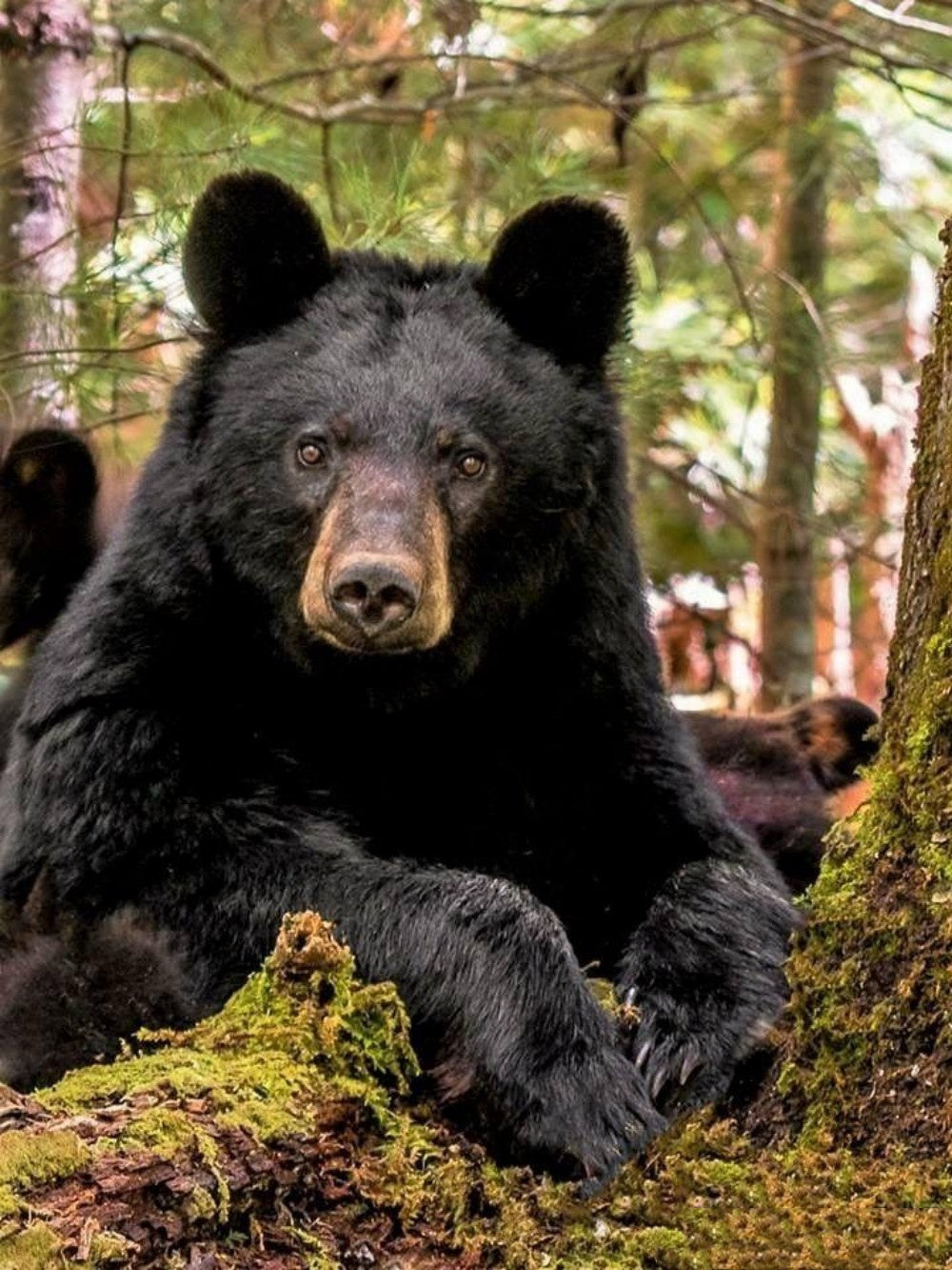 Black Bear | Diamond Painting
