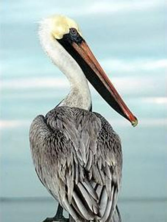 Pelican | Diamond Painting