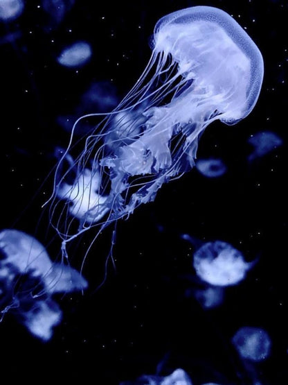 Jellyfish | Diamond Painting