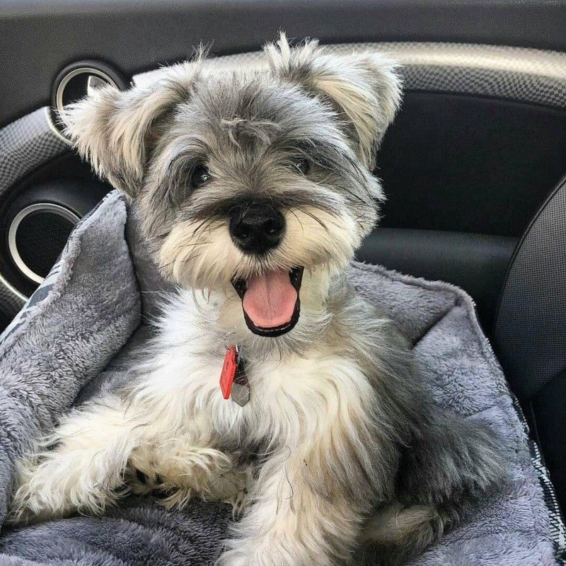 Dog Schnauzer | Diamond Painting