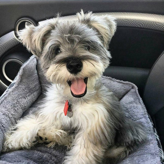 Dog Schnauzer | Diamond Painting