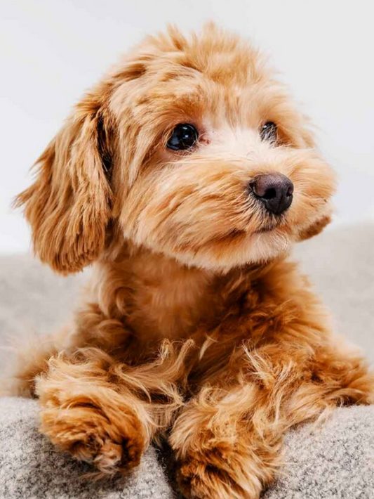 Poodle Dog | Diamond Painting