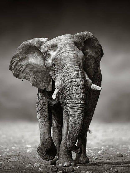 Elephant | Diamond Painting