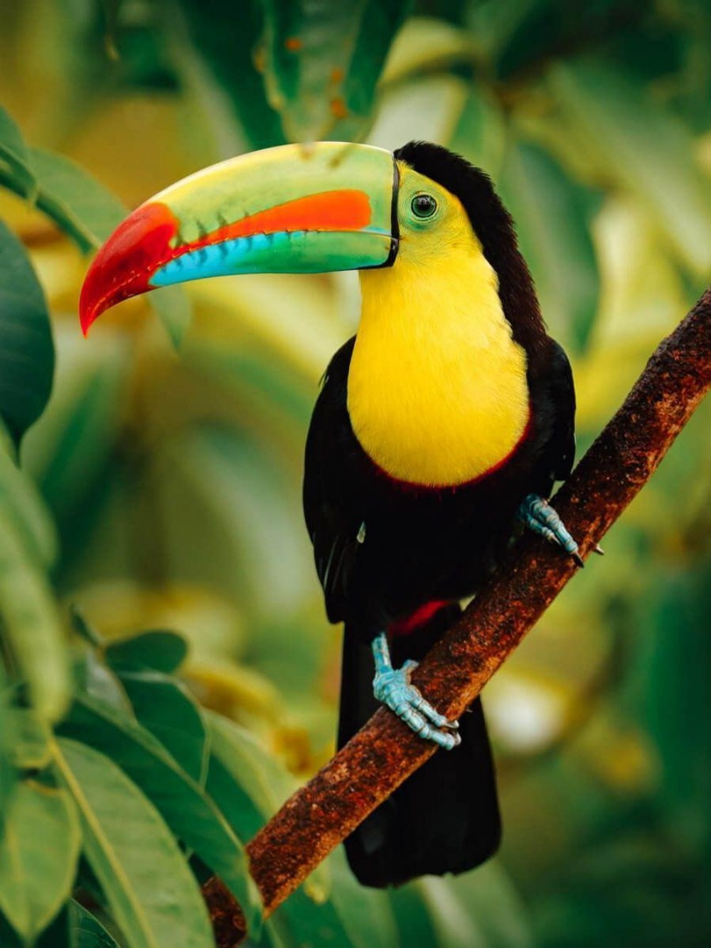 Toucan Bird | Diamond Painting