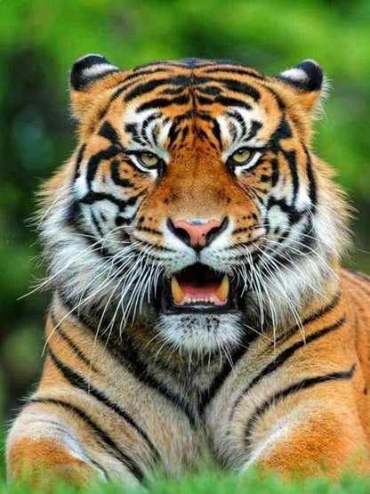 Bengal Tiger | Diamond Painting