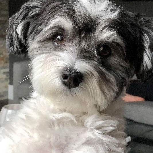 Havanese Dog | Diamond Painting