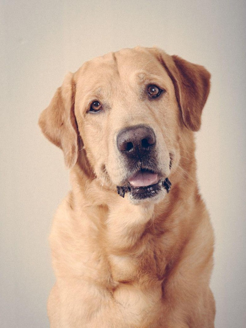 Yellow Labrador Dog | Diamond Painting
