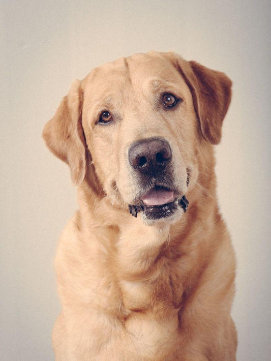 Yellow Labrador Dog | Diamond Painting